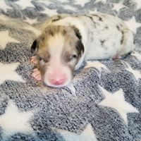 Des Rêves D'Eléo - Berger Australien - Portée née le 13/06/2018